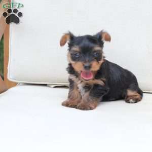 Remi, Yorkie Puppy