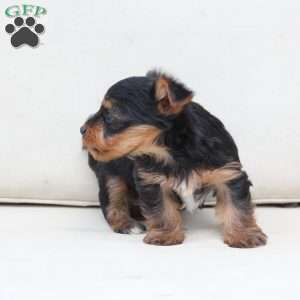 Remi, Yorkie Puppy