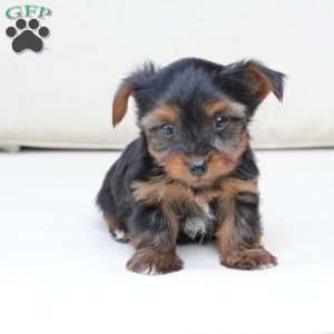 Cash, Yorkie Puppy