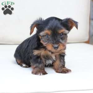 Cash, Yorkie Puppy