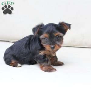 Cash, Yorkie Puppy
