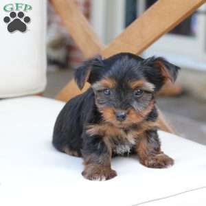 Cash, Yorkie Puppy