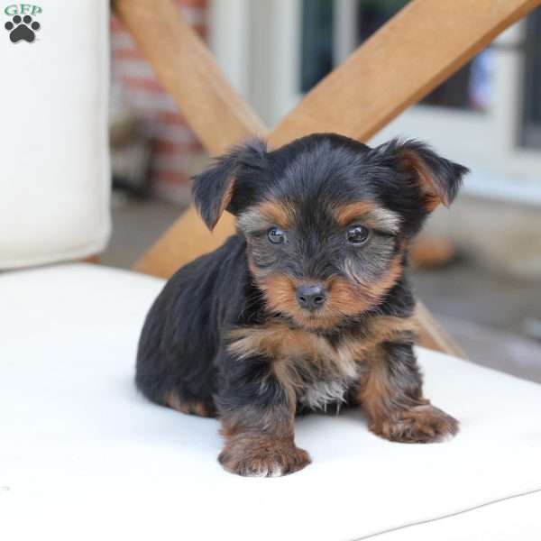 Cash, Yorkie Puppy