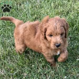 Jerry-F1B, Goldendoodle Puppy