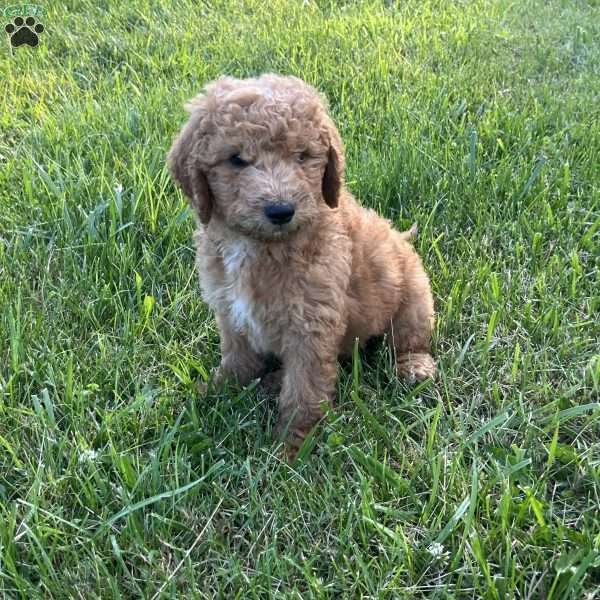 Violet-F1B, Goldendoodle Puppy