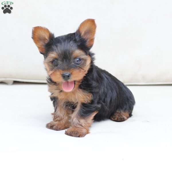 Maya, Yorkie Puppy