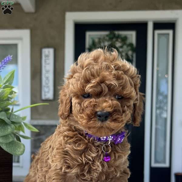 Zara, Mini Goldendoodle Puppy