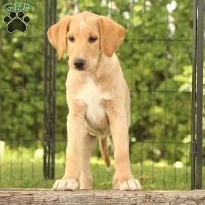 Jessa, Labradoodle Puppy