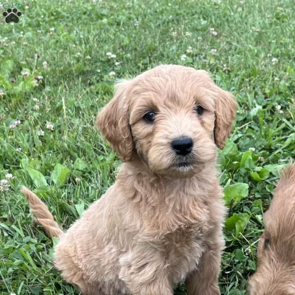 Little Lucy-F1B, Goldendoodle Puppy