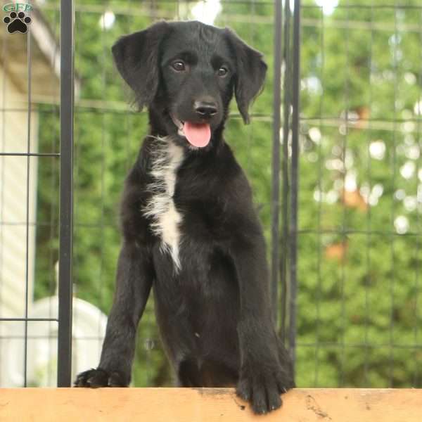 Ashley, Labradoodle Puppy