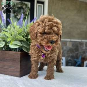 Zara, Mini Goldendoodle Puppy