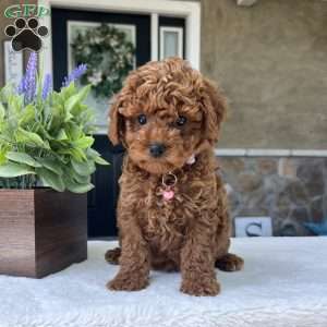 Zion, Mini Goldendoodle Puppy