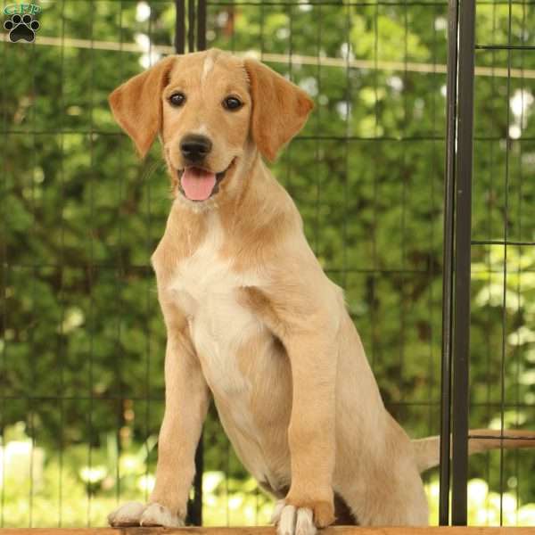 Jessa, Labradoodle Puppy