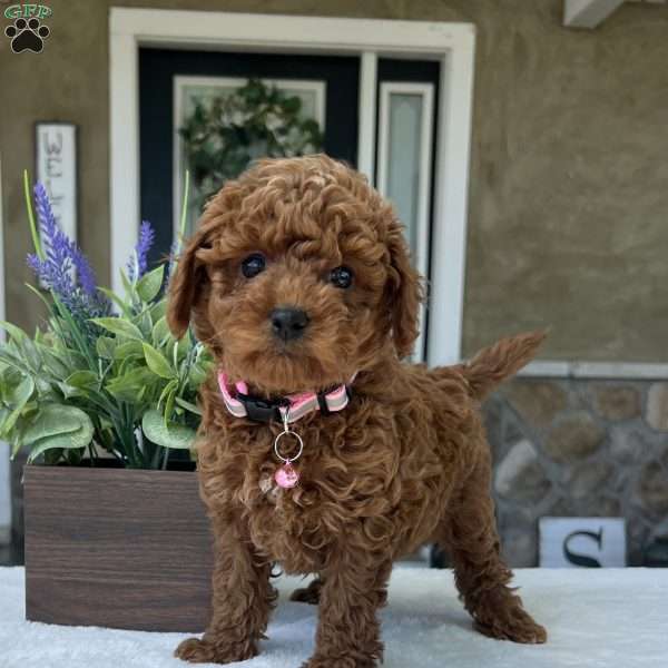 Zion, Mini Goldendoodle Puppy