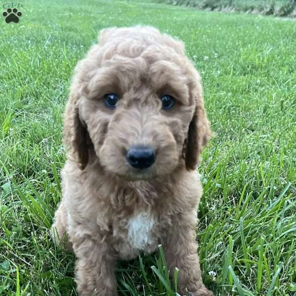 Chloe-F1B, Goldendoodle Puppy