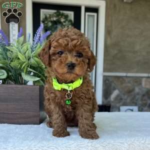 Zadie, Mini Goldendoodle Puppy