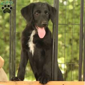 Ashley, Labradoodle Puppy