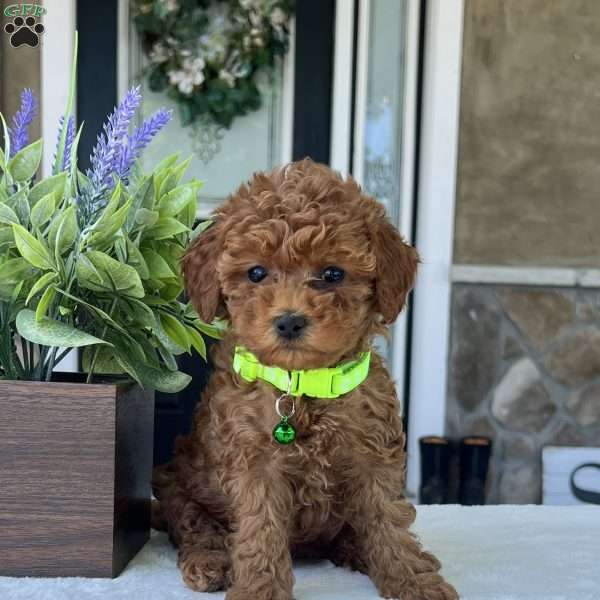 Zadie, Mini Goldendoodle Puppy