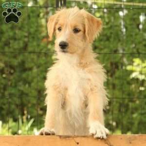 Jasmine, Labradoodle Puppy