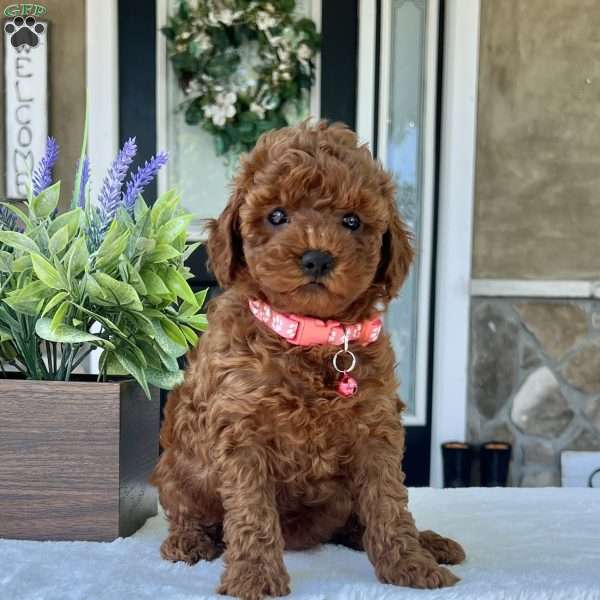 Zoey, Mini Goldendoodle Puppy