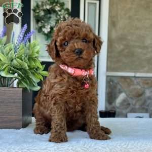 Zoey, Mini Goldendoodle Puppy