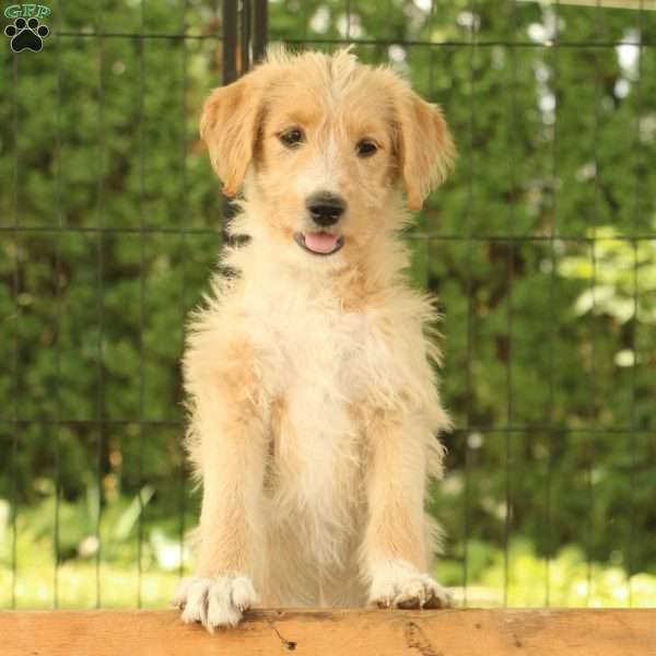 Jasmine, Labradoodle Puppy