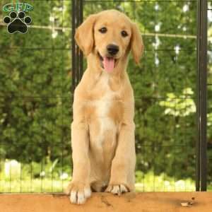 Milo, Labradoodle Puppy