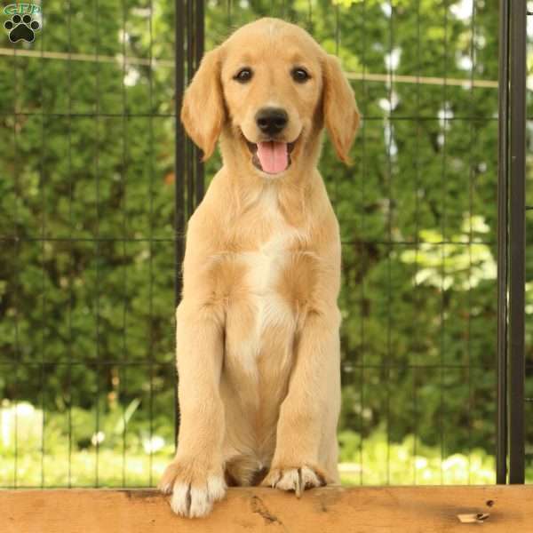 Milo, Labradoodle Puppy