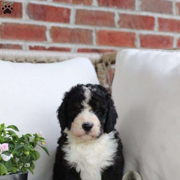 Basil, Bernedoodle Puppy
