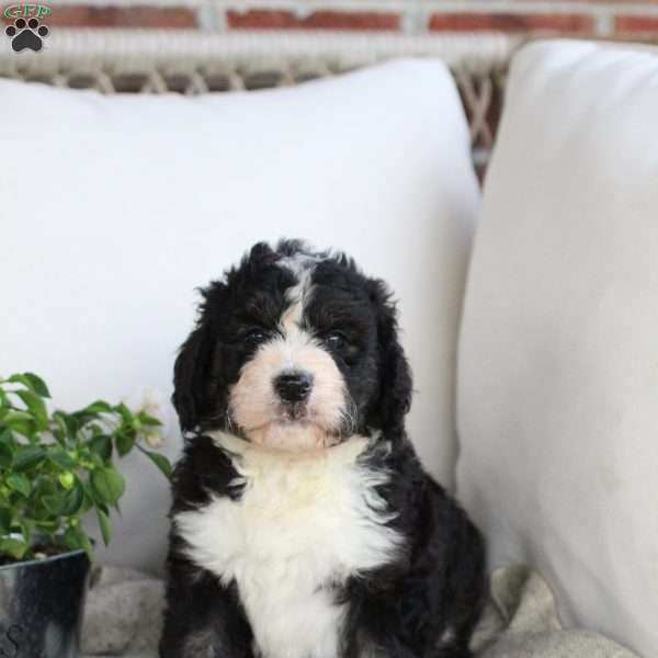 Aurora, Bernedoodle Puppy