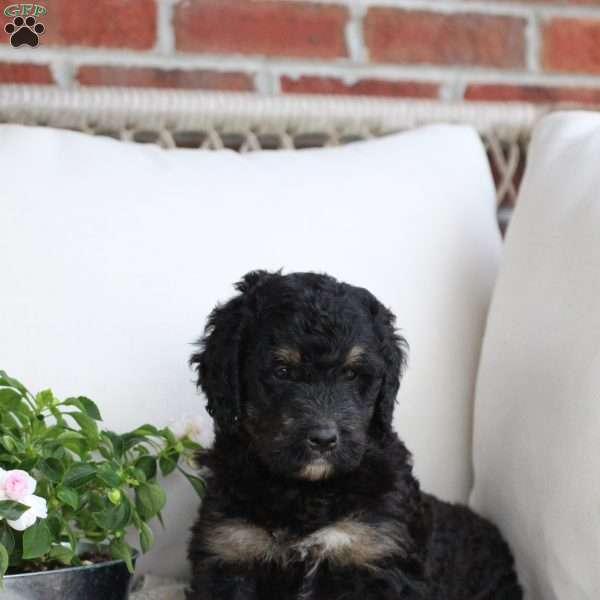Berry, Bernedoodle Puppy