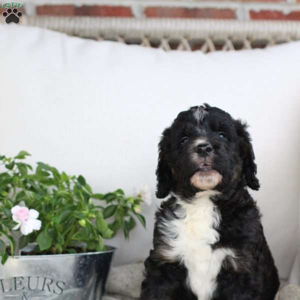 Ivy, Bernedoodle Puppy