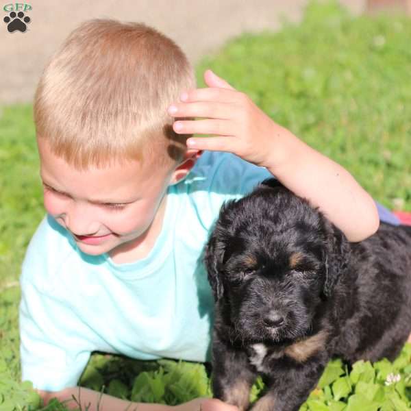 Willow, Bernedoodle Puppy