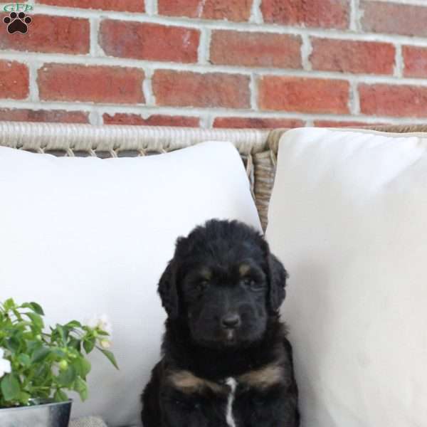 Willow, Bernedoodle Puppy