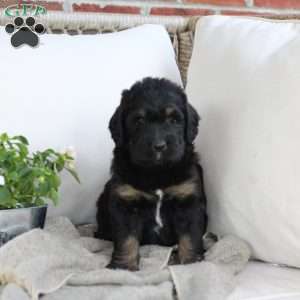 Willow, Bernedoodle Puppy