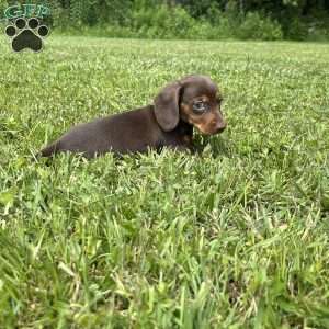 Sammy, Dachshund Puppy