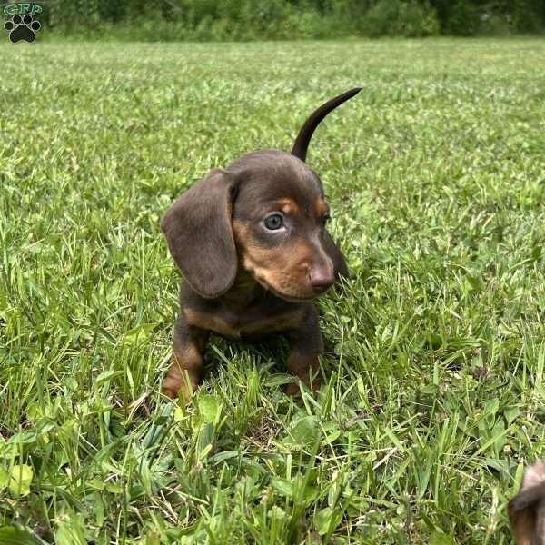 Sammy, Dachshund Puppy