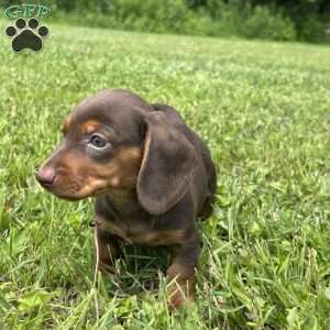 Sammy, Dachshund Puppy