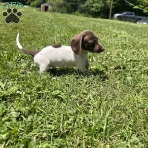 Sabrina, Dachshund Puppy