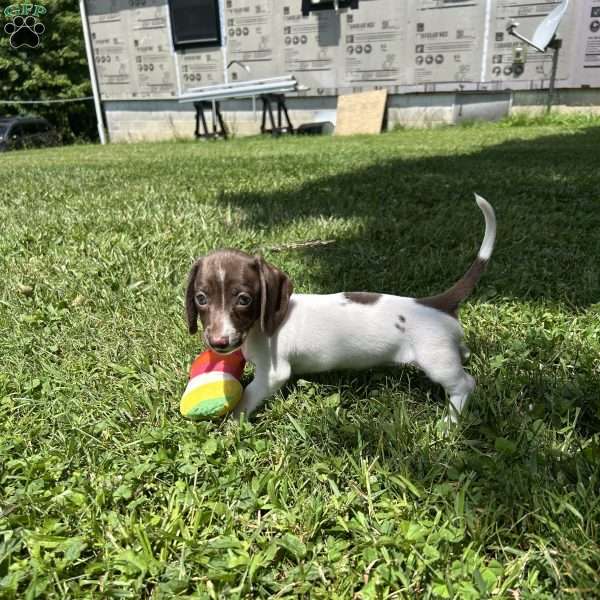 Sabrina, Dachshund Puppy