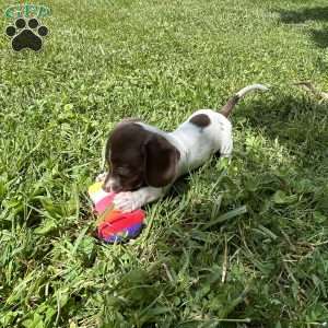 Sabrina, Dachshund Puppy