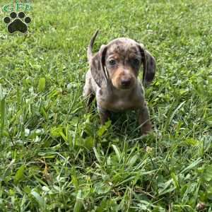 Serena, Dachshund Puppy