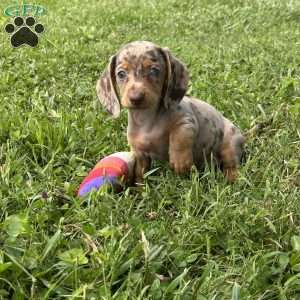 Serena, Dachshund Puppy