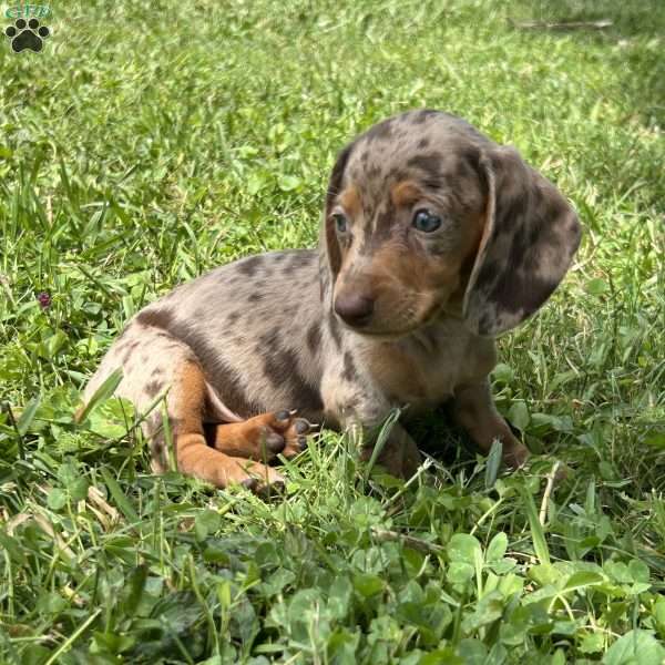Serena, Dachshund Puppy
