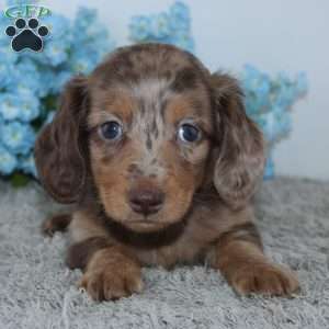 Lakota, Dachshund Puppy