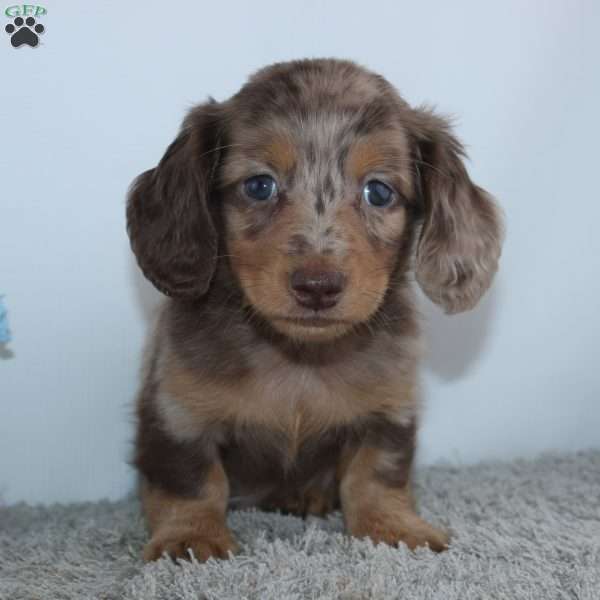Lakota, Dachshund Puppy