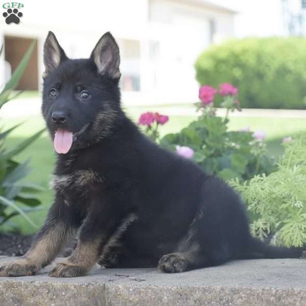 Colton, German Shepherd Puppy