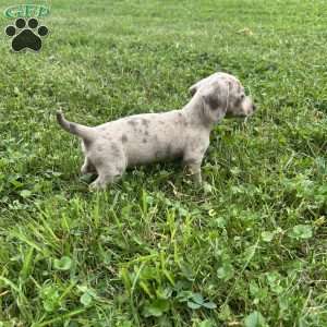 Vivian, Dachshund Puppy