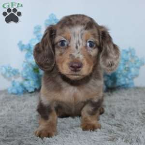 Lakota, Dachshund Puppy