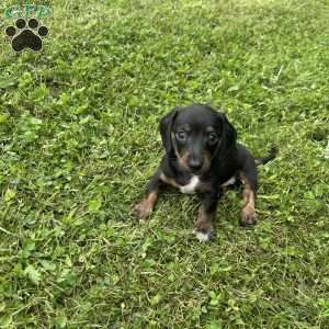 Victor, Dachshund Puppy